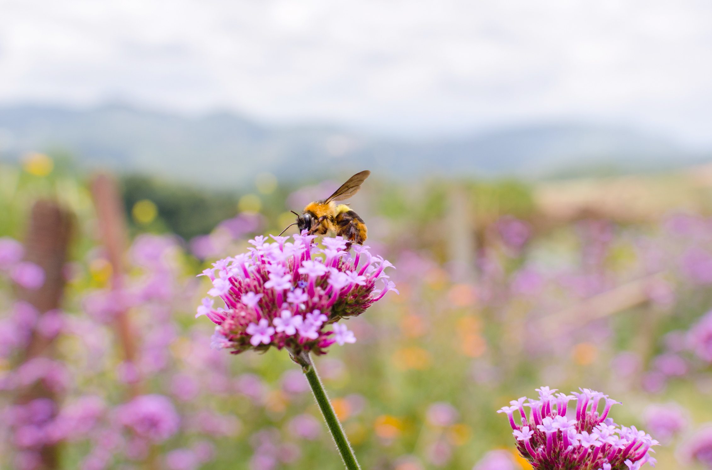 bee flower garden