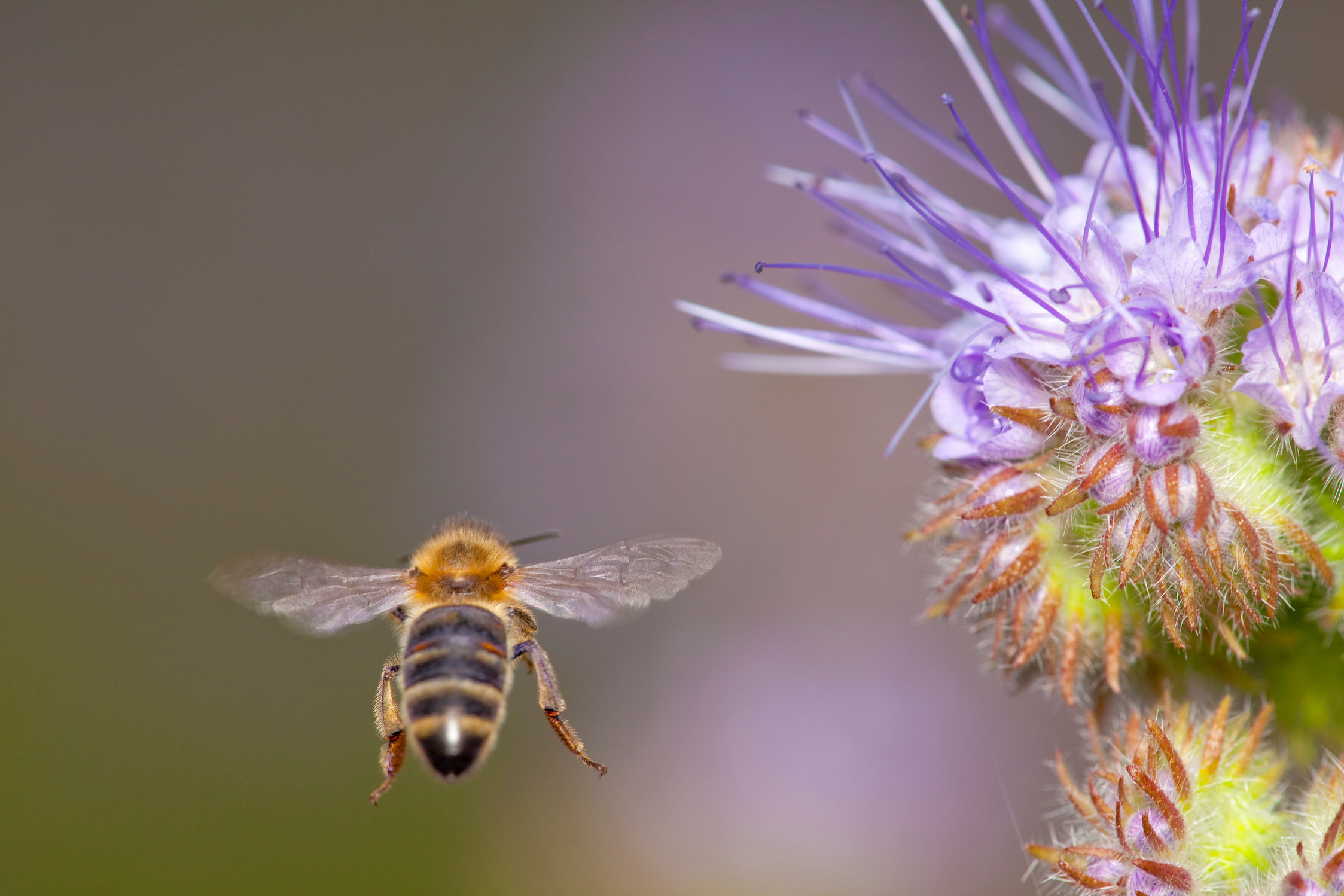 Honey bee flying away