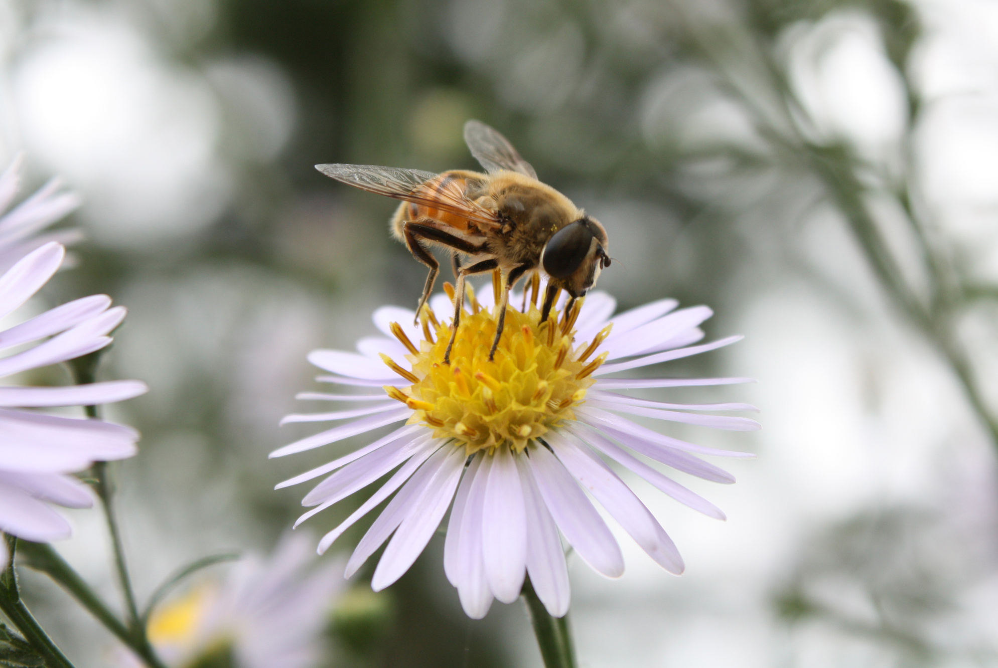 Honey Bee